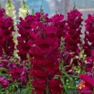 1000 Maryland Royal Burgundy Snapdragon Seeds For Garden USA Seller