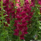 1000 Potomac Crimson Snapdragon Seeds For Garden USA Seller
