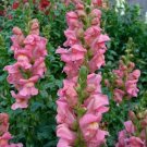 1000 Rocket Pink Snapdragon Seeds For Garden Planting USA Seller
