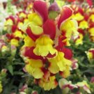 1000 Snappy Red Yellow Snapdragon Seeds For Garden USA Seller
