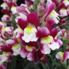 1000 Snappy White Burgundy Snapdragon Seeds For Garden USA Seller
