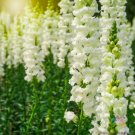 1000 Snowflake Snapdragon Seeds For Garden Planting USA Seller