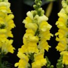 1000 Sonnet Yellow Snapdragon Seeds For Garden Planting USA Seller