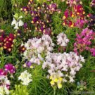 1000 Toadflax Spurred Mix Snapdragon Seeds For Garden USA Seller