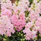 1000 Twinny Appleblossom Snapdragon Seeds For Garden USA Seller