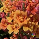 1000 Twinny Bronze Shades Snapdragon Seeds For Garden USA Seller