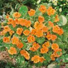 50 Alaska Salmon Nasturtium Seeds For Garden Planting USA Seller