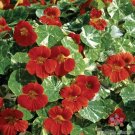 50 Alaska Scarlet Nasturtium Seeds For Garden Planting USA Seller