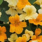 50 Butterscotch Nasturtium Seeds For Garden Planting USA Seller