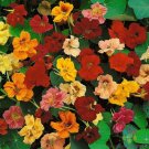 50 Dwarf Jewel Mix Nasturtium Seeds For Garden Planting USA Seller 50 Dwarf Jewel Mix Nasturtium Seeds For Garden Planting USA Seller