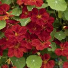 50 Mahogany Gleam Nasturtium Seeds For Garden Planting USA Seller