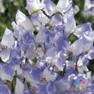 50 Blue Ripple Sweet Pea Seeds For Garden Planting USA Seller