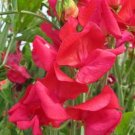 50 Genoa Sweet Pea Seeds For Garden Planting USA Seller
