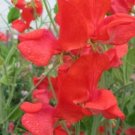 50 Jimmy Sweet Pea Seeds For Garden Planting USA Seller