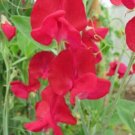 50 Monarch Sweet Pea Seeds For Garden Planting USA Seller