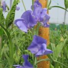 50 Nice Sweet Pea Seeds For Garden Planting USA Seller