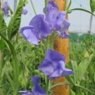 50 Royal Blue Sweet Pea Seeds For Garden Planting USA Seller