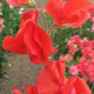 50 Solstice Scarlet Sweet Pea Seeds For Garden Planting USA Seller