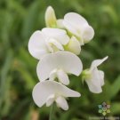 50 Everlasting White Sweet Pea Seeds For Garden Planting USA Seller