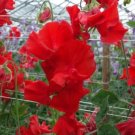 50 Harrogate Gem Sweet Pea Seeds For Garden Planting USA Seller