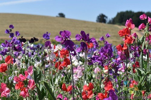 50 Knee High Mix Sweet Pea Seeds For Garden Planting USA Seller