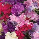 50 MamMoth Mix Sweet Pea Seeds For Garden Planting USA Seller 50 MamMoth Mix Sweet Pea Seeds For Garden Planting USA Seller