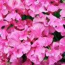 50 Milly Sweet Pea Seeds For Garden Planting USA Seller