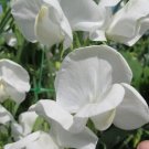 50 Dorothy Eckford Sweet Pea Seeds For Garden Planting USA Seller