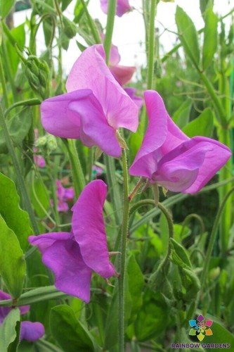 50 Mrs Walter Wright Sweet Pea Seeds For Garden USA Seller