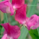 50 Prince Edward Of York Sweet Pea Seeds For Garden USA Seller
