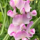 50 Lathyrus Latifolius Pink Pearl Perennial Sweet Pea Seeds USA Seller