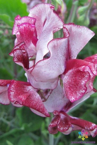 50 Aurora Borealis Semi Dwarf Sweet Pea Seeds For Garden USA Seller