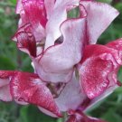 50 Aurora Borealis Semi Dwarf Sweet Pea Seeds For Garden USA Seller