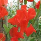 50 Clementine Kiss Sweet Pea Seeds For Garden Planting USA Seller