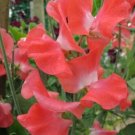 50 Flame Sweet Pea Seeds For Garden Planting USA Seller