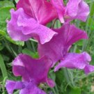 50 Ian Myers Sweet Pea Seeds For Garden Planting USA Seller