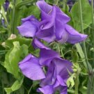 50 Just Julia Sweet Pea Seeds For Garden Planting USA Seller