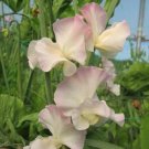 50 Kiera Madeline Sweet Pea Seeds For Garden Planting USA Seller