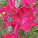 50 Lipstick Unwins Sweet Pea Seeds For Garden Planting USA Seller