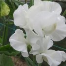 50 Mary Priestley Sweet Pea Seeds For Garden Planting USA Seller