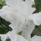 50 Memorial Flight Sweet Pea Seeds For Garden Planting USA Seller