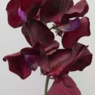 50 Midnight Sweet Pea Seeds For Garden Planting USA Seller