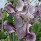 50 Nimbus Sweet Pea Seeds For Garden Planting USA Seller