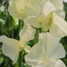 50 Pip'S Cornish Cream Sweet Pea Seeds For Garden USA Seller