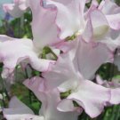 50 Queen Of Hearts Sweet Pea Seeds For Garden Planting USA Seller