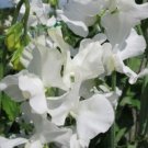 50 White Supreme Sweet Pea Seeds For Garden Planting USA Seller