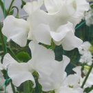 50 Wild Swan Sweet Pea Seeds For Garden Planting USA Seller