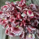 50 Wiltshire Ripple Sweet Pea Seeds For Garden Planting USA Seller