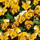 200 Corina Honeybee Pansy Viola Seeds For Garden USA Seller