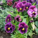 200 Flirty Skirts Burgundy Pansy Viola Seeds For Garden USA Seller